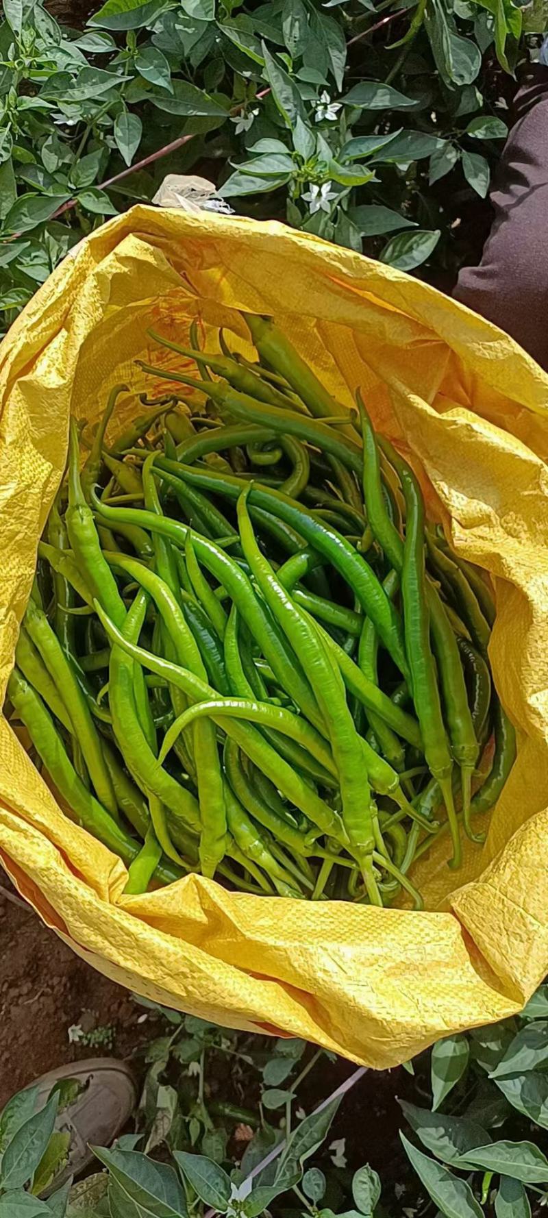 精品8号线椒产地直发质量保证全国代发