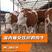 西门塔尔牛，纯种西门塔尔牛价格，厂家直销价格优惠欢迎联系