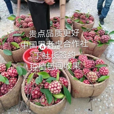【无籽推广】黑老虎苗10株包邮果包回收~布福娜苗