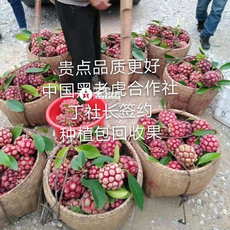 【无籽推广】黑老虎苗10株包邮果包回收~布福娜苗
