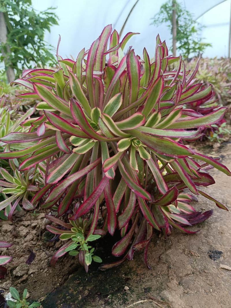 红覆轮法师老桩手捧花，多肉植物盆栽，法师基地直发特价批发