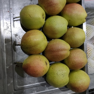 库尔勒香梨系列，
