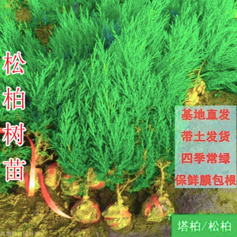 柏树苗松柏塔柏树苗蜀桧侧柏圆柏松树宝塔松龙柏苗柏树四季青