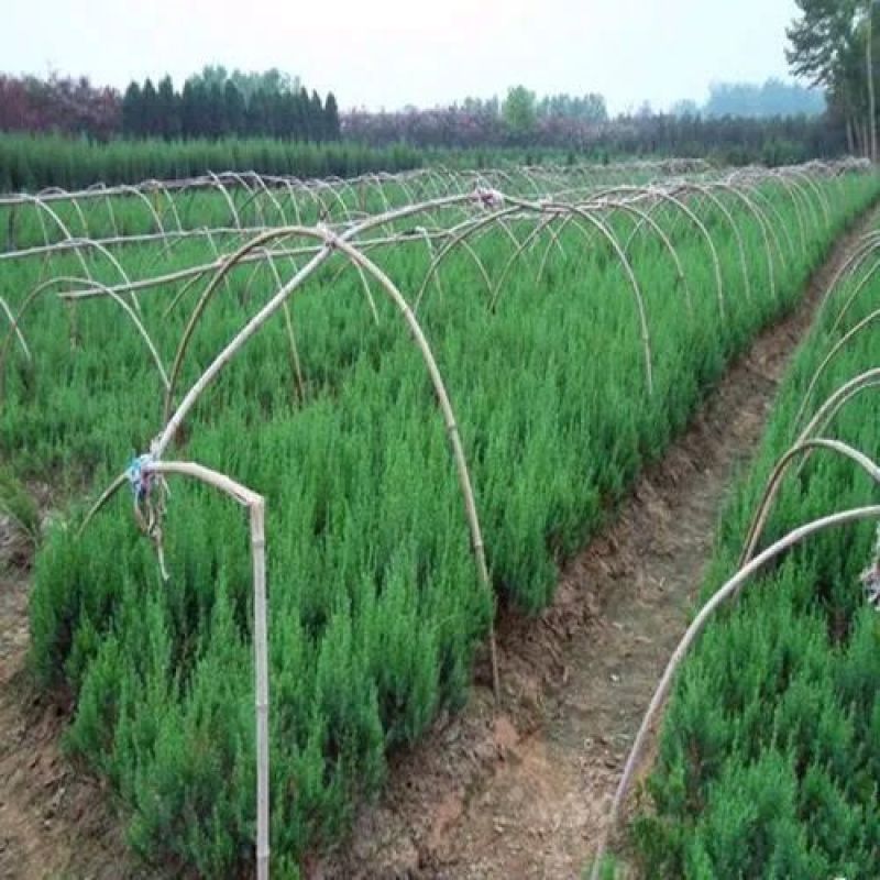 柏树苗松柏塔柏树苗蜀桧侧柏圆柏松树宝塔松龙柏苗柏树四季青