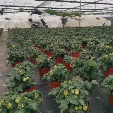 番茄盆栽可食用基地直销全国一件代发物美价廉产品好服务好