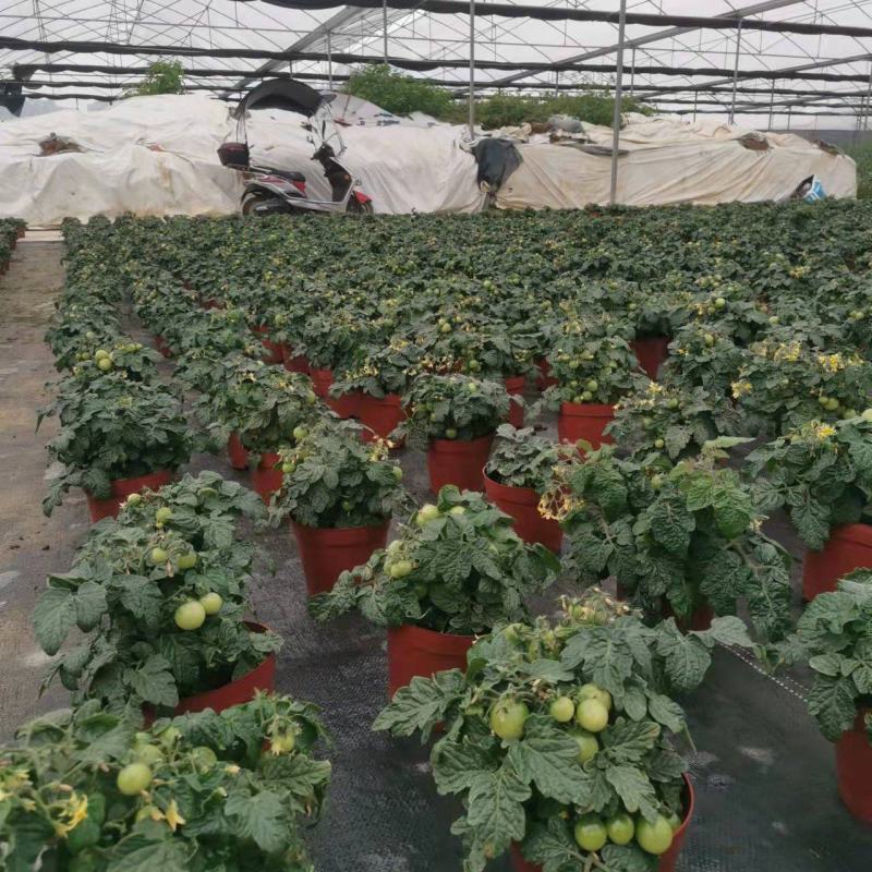 番茄盆栽可食用基地直销全国一件代发物美价廉产品好服务好