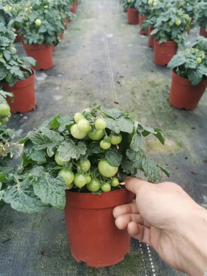 番茄盆栽可食用基地直销全国一件代发物美价廉产品好服务好