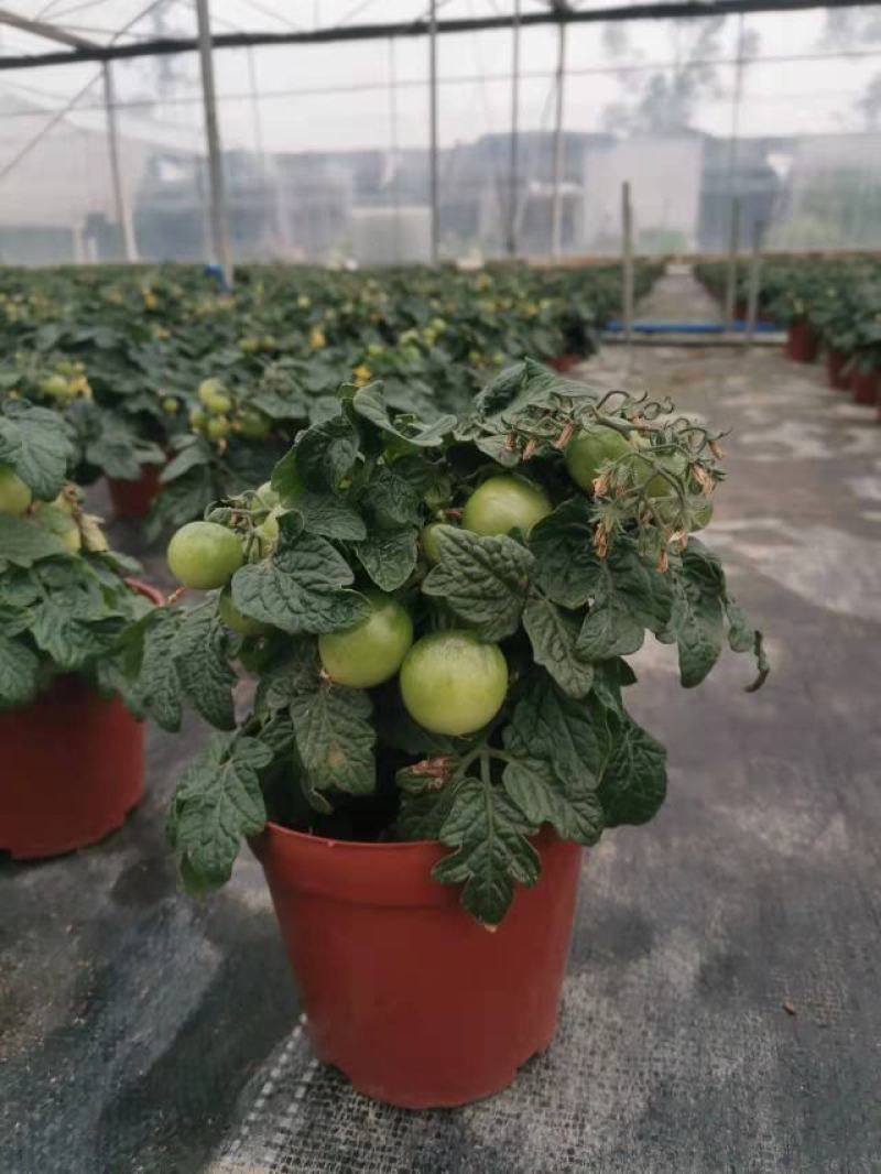 番茄盆栽可食用基地直销全国一件代发物美价廉产品好服务好