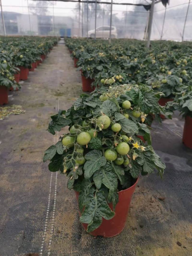 番茄盆栽可食用基地直销全国一件代发物美价廉产品好服务好