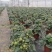 番茄盆栽可食用基地直销全国一件代发物美价廉产品好服务好