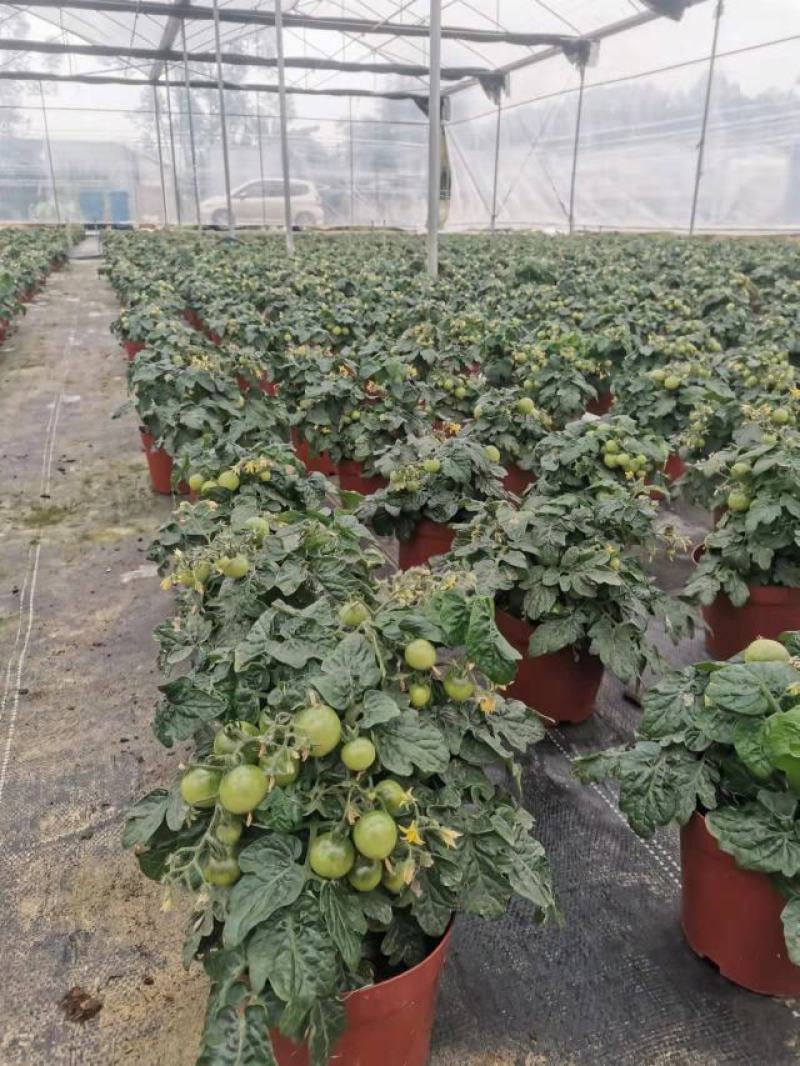 番茄盆栽可食用基地直销全国一件代发物美价廉产品好服务好