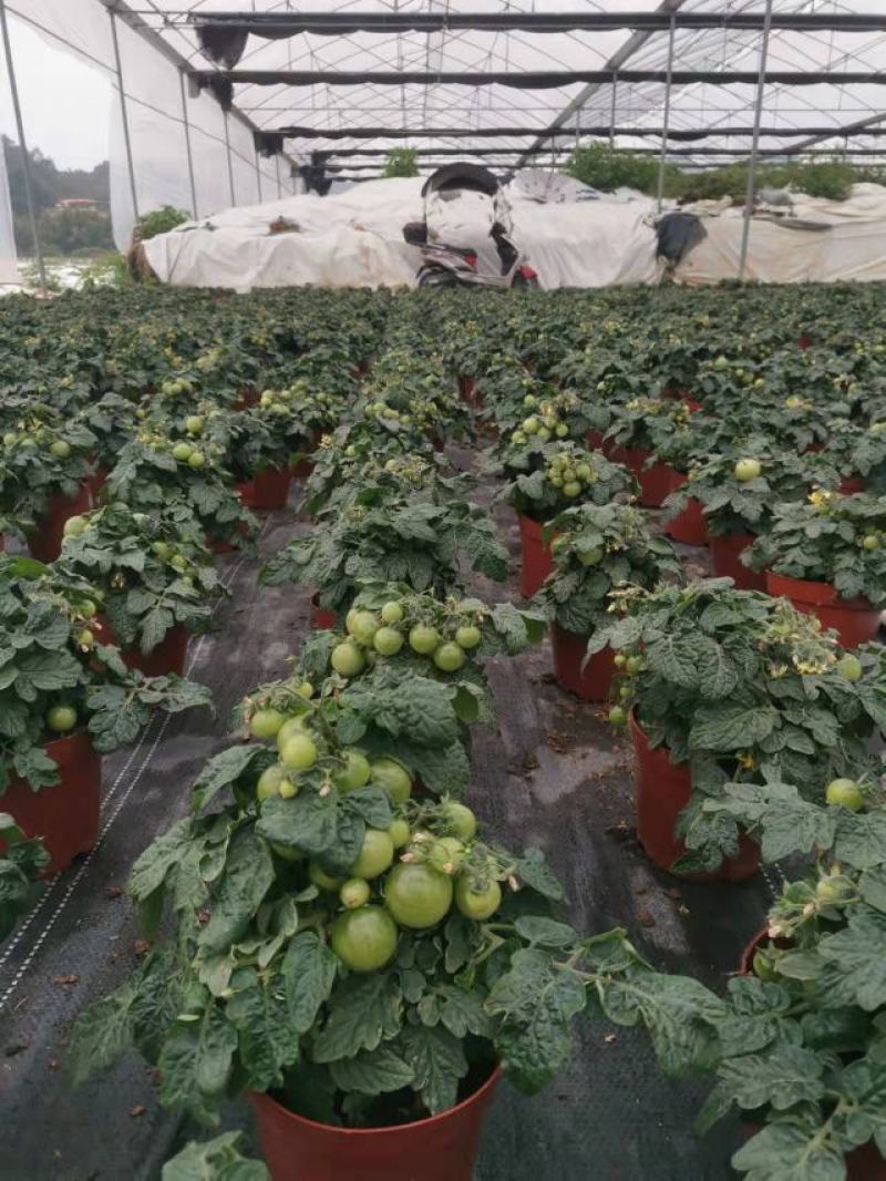 番茄盆栽可食用基地直销全国一件代发物美价廉产品好服务好