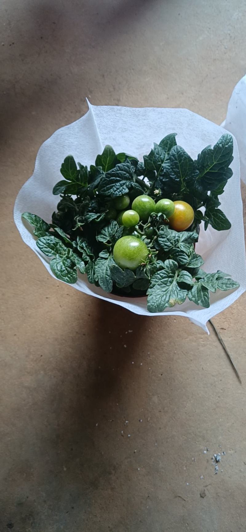 番茄盆栽可食用基地直销全国一件代发物美价廉产品好服务好