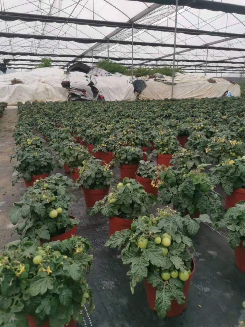 番茄盆栽可食用基地直销全国一件代发物美价廉产品好服务好