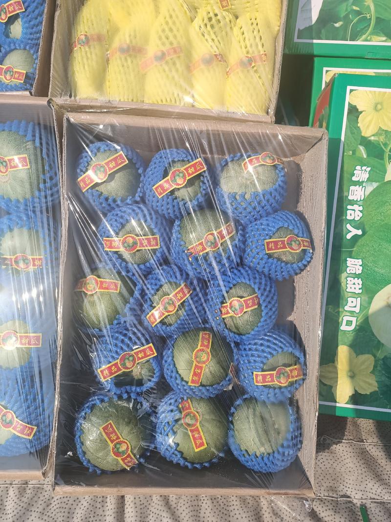 温室大棚香瓜已经上市口感好耐运输绿色食品产地直销欢迎朋友