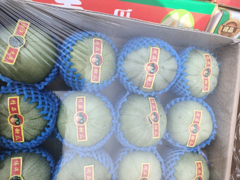 温室大棚香瓜已经上市口感好耐运输绿色食品产地直销欢迎朋友