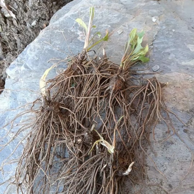 苍术苗，多年生草本植物，秋天开白色或淡红色的花