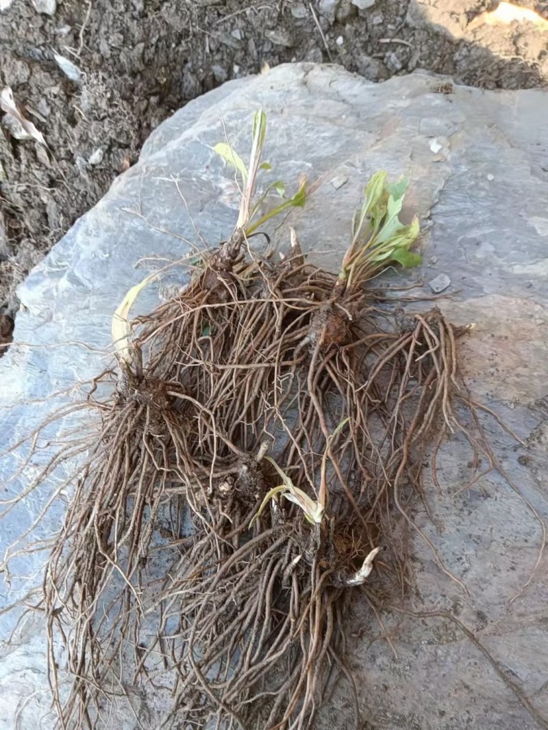 苍术苗，多年生草本植物，秋天开白色或淡红色的花