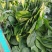 菠菜大叶菠菜25公分左右。产地直供，欢迎大家前来选购。