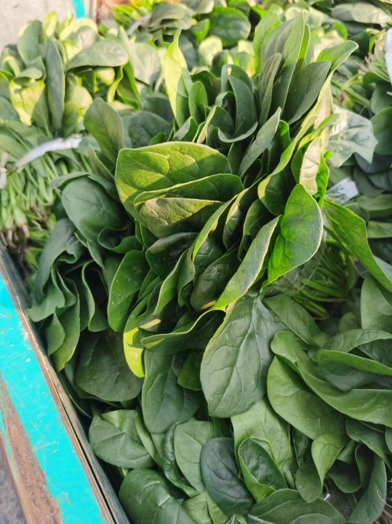 菠菜大叶菠菜25公分左右。产地直供，欢迎大家前来选购。