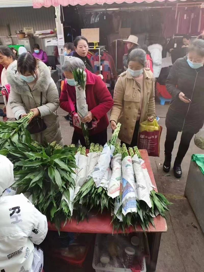 富贵竹植物