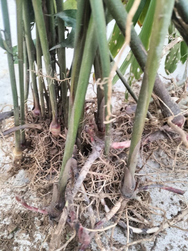 阳春沙仁苗，品种优良，2年苗种植时间短，发展快见效快
