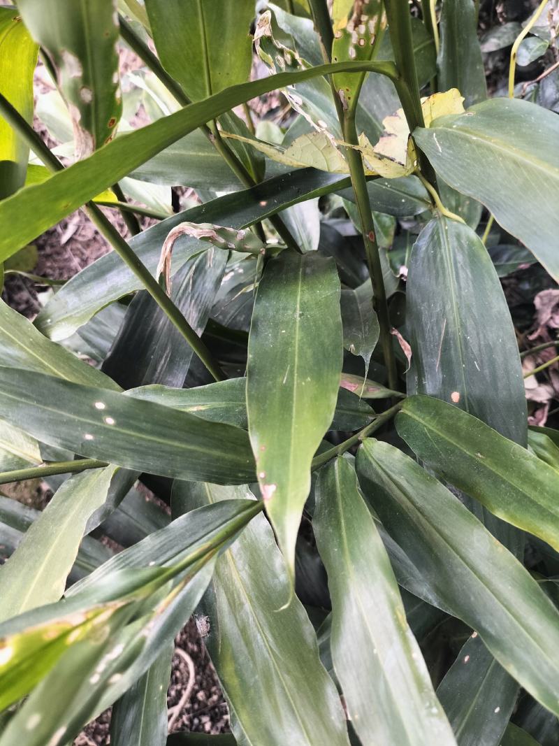 阳春沙仁苗，品种优良，2年苗种植时间短，发展快见效快