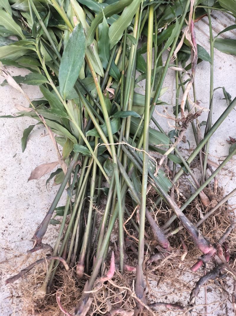阳春沙仁苗，品种优良，2年苗种植时间短，发展快见效快