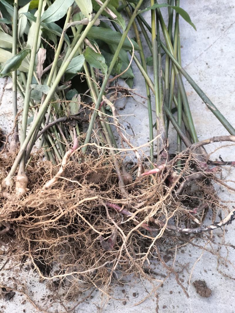 阳春沙仁苗，品种优良，2年苗种植时间短，发展快见效快