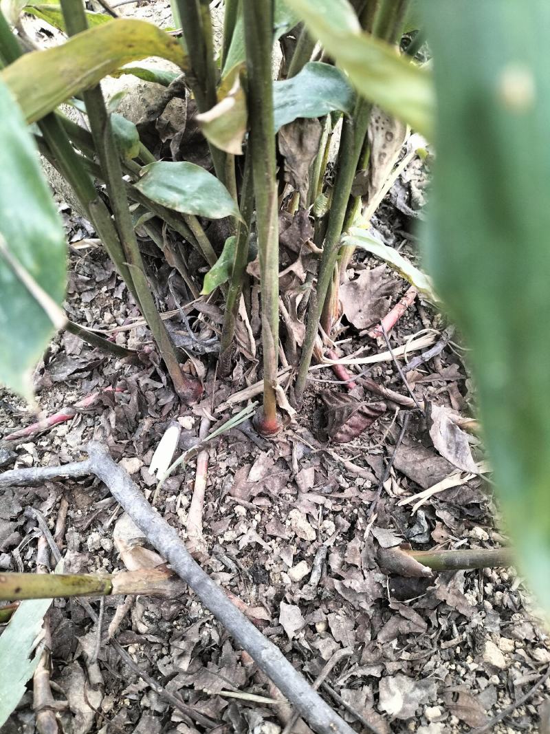 阳春沙仁苗，品种优良，2年苗种植时间短，发展快见效快