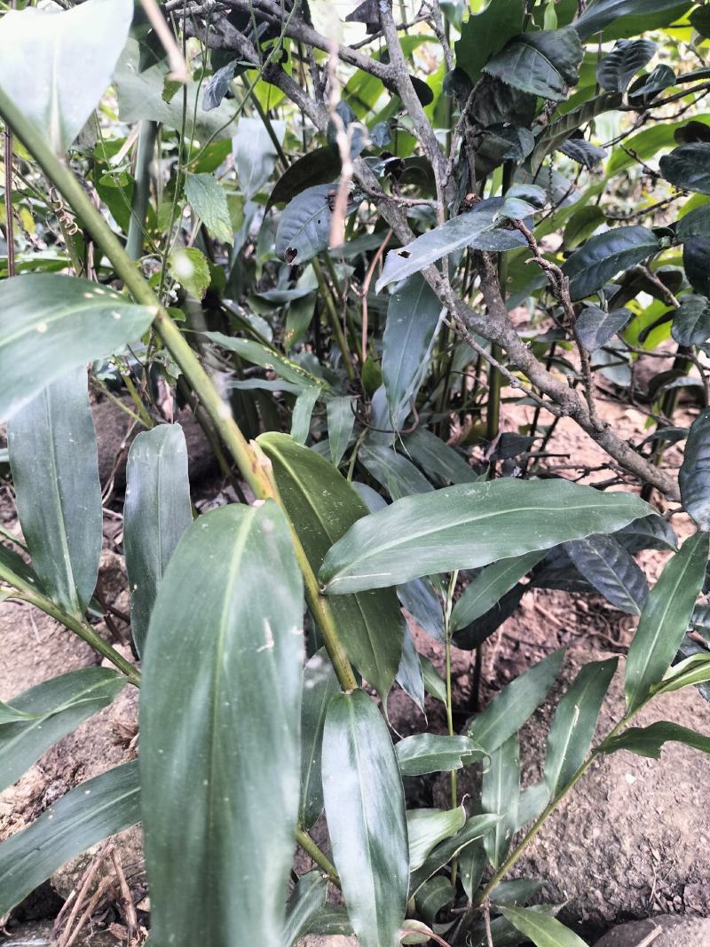 阳春沙仁苗，品种优良，2年苗种植时间短，发展快见效快