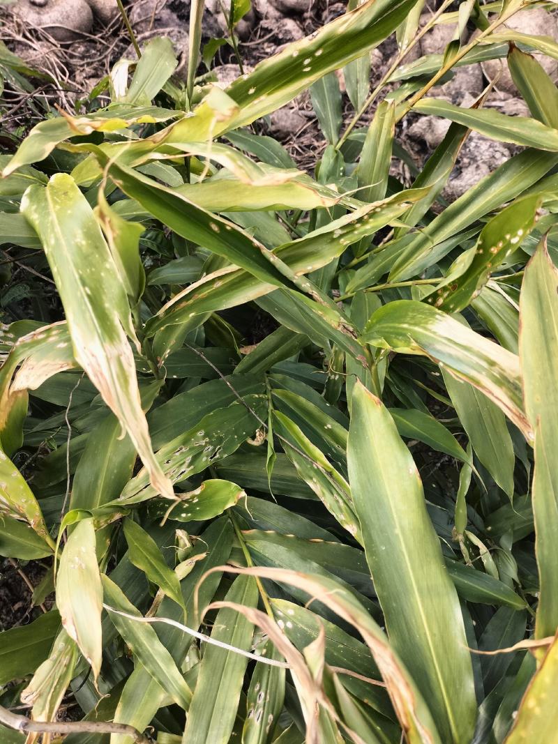 阳春沙仁苗，品种优良，2年苗种植时间短，发展快见效快