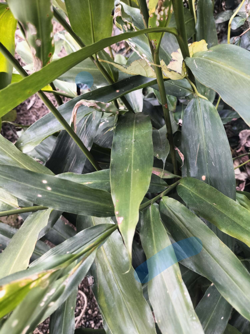 阳春沙仁苗，品种优良，2年苗种植时间短，发展快见效快
