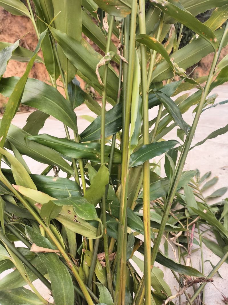 阳春沙仁苗，品种优良，2年苗种植时间短，发展快见效快