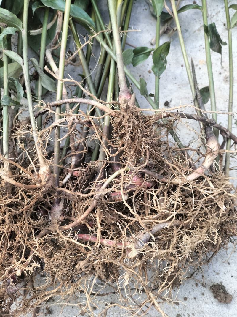 阳春沙仁苗，品种优良，2年苗种植时间短，发展快见效快