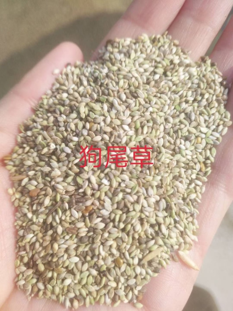 狗尾草到货，发芽快，耐旱性强，适应性广，
