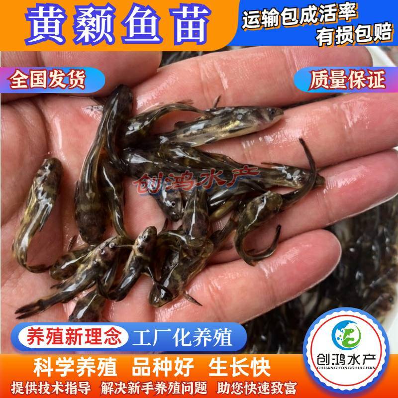 2023新苗全雄黄骨鱼苗黄颡鱼苗杂交黄骨鱼苗黄辣丁