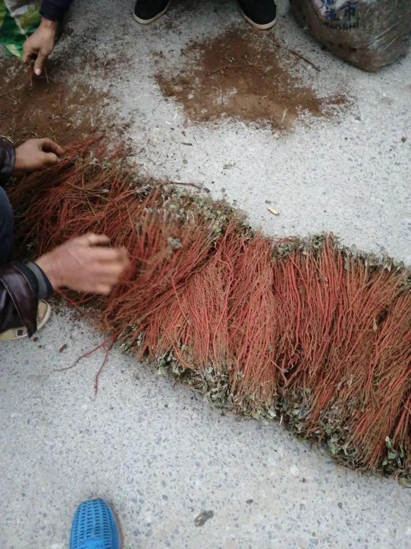 丹参苗，黄芩苗