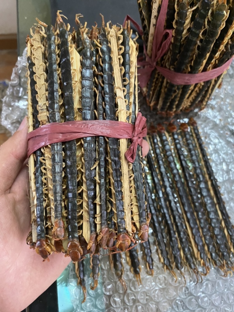 湖北随州红头蜈公药用价值高品质好大中小都有货