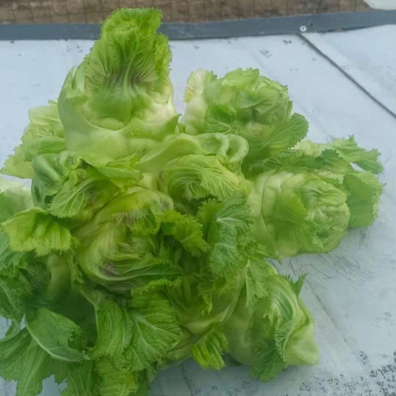 基地直供，量大从优，物美价廉，