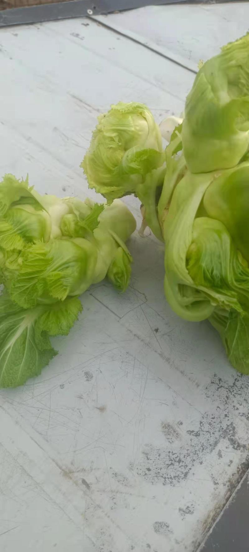 基地直供，量大从优，物美价廉，