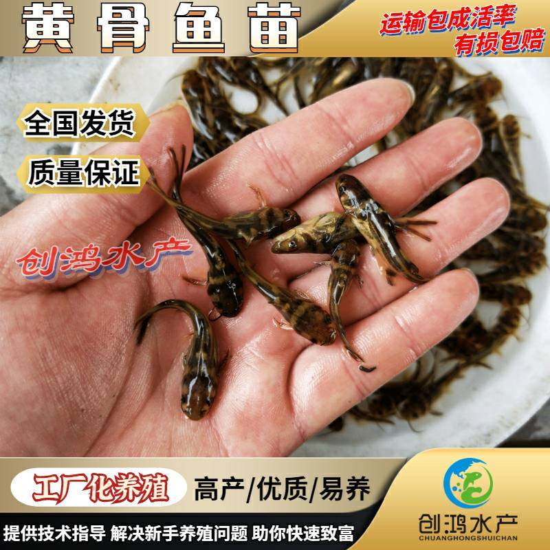 【2023新苗】全雄黄骨鱼鱼苗杂交黄骨鱼苗单性黄颡鱼苗