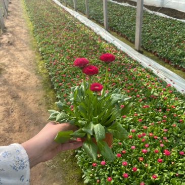 雏菊，双色杯，营养杯，质量优，价格低，大量上市