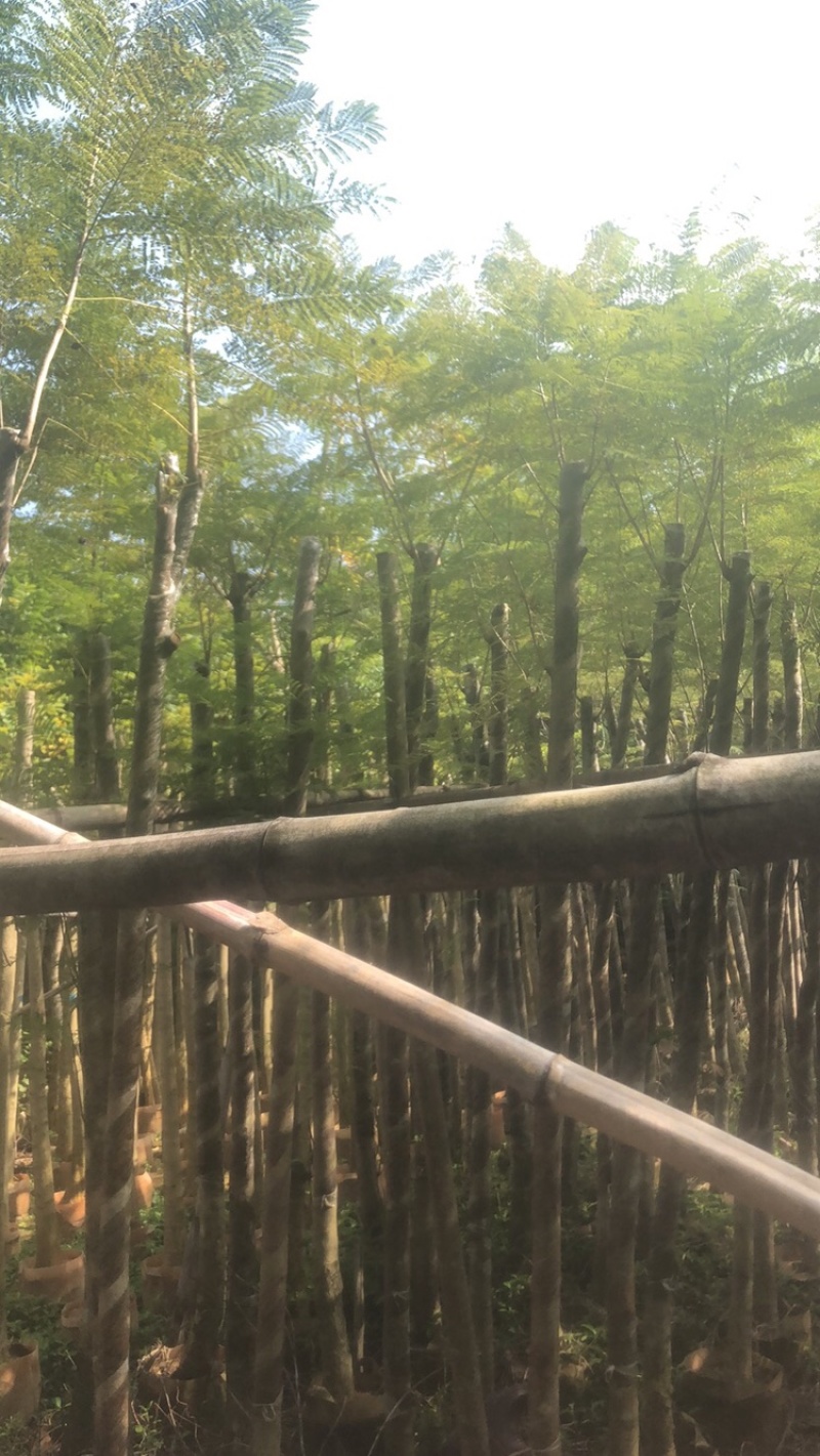 绿化苗木，蓝花楹，5到8公分，光杆货。