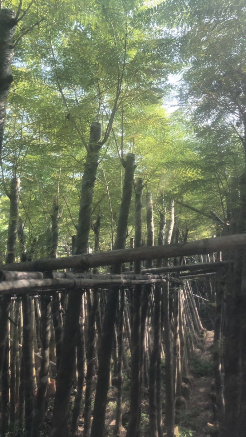 绿化苗木，蓝花楹，5到8公分，光杆货。