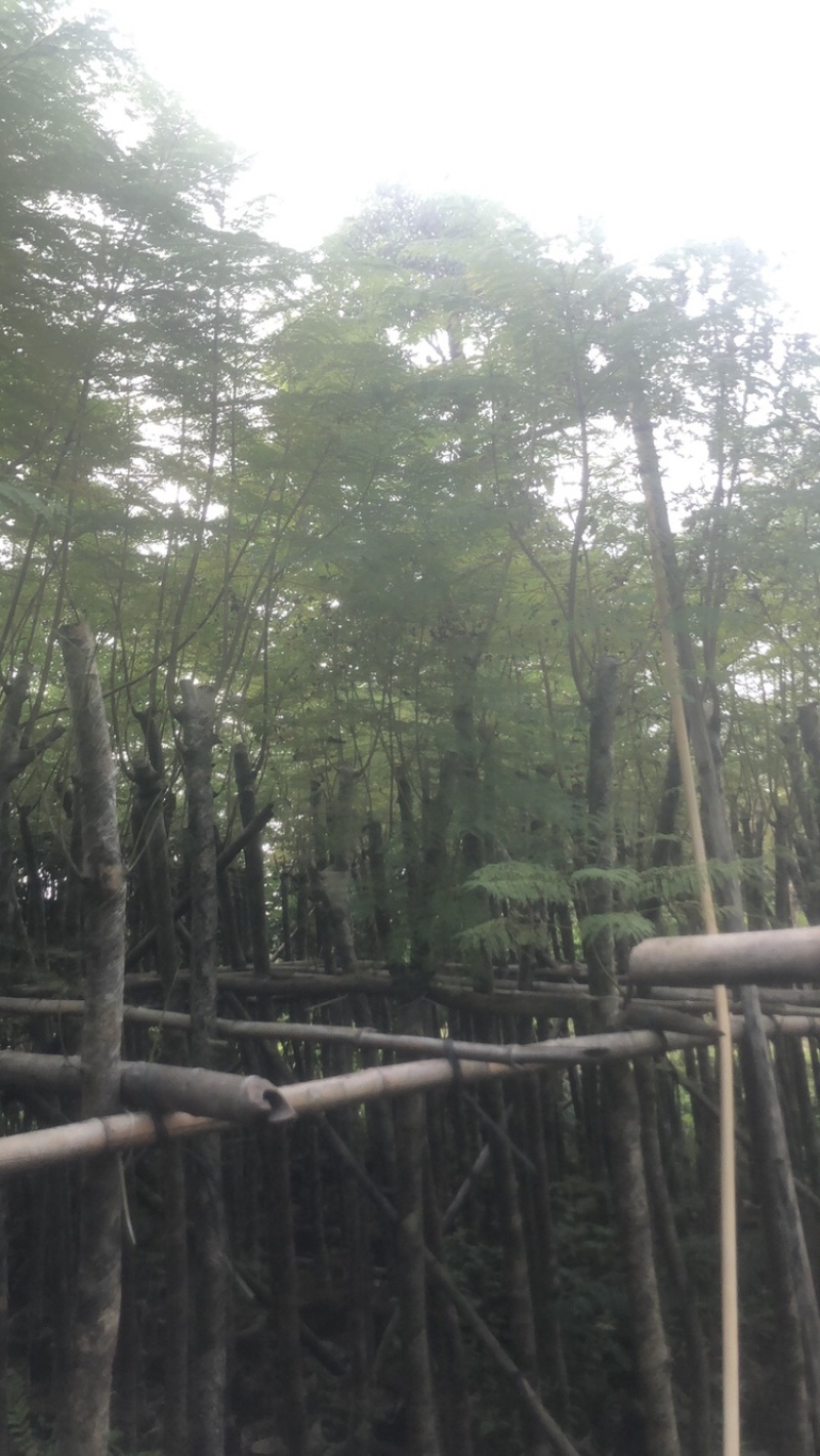 绿化苗木，蓝花楹，5到8公分，光杆货。