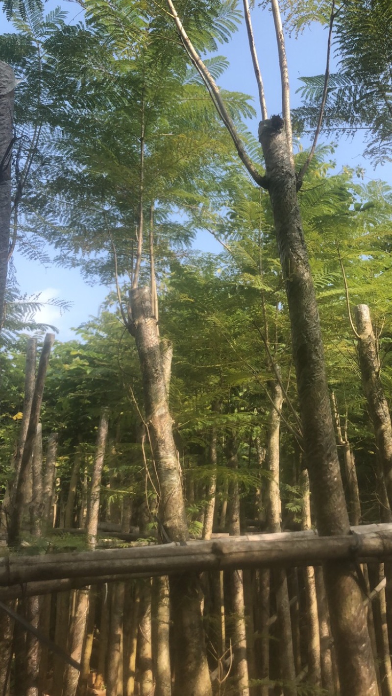 绿化苗木，蓝花楹，5到8公分，光杆货。
