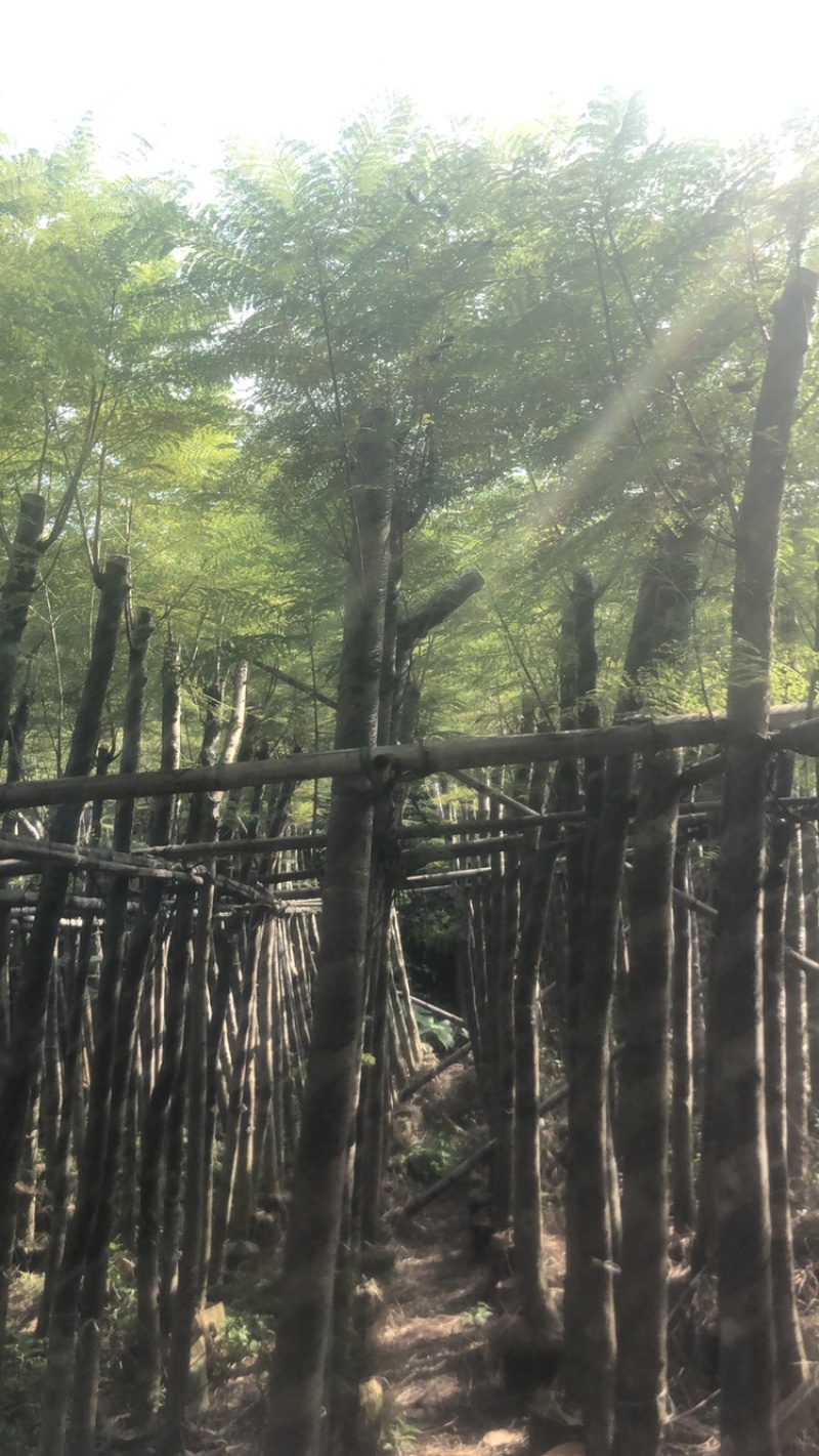 绿化苗木，蓝花楹，5到8公分，光杆货。