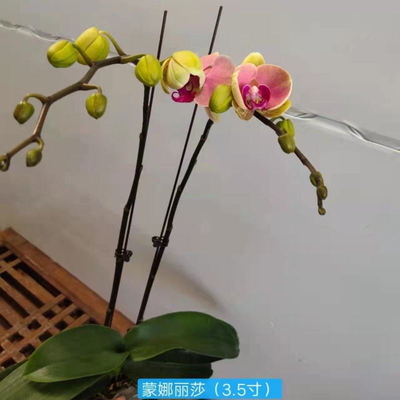 蒙娜丽莎3.5寸特级双梗高度45-50公分