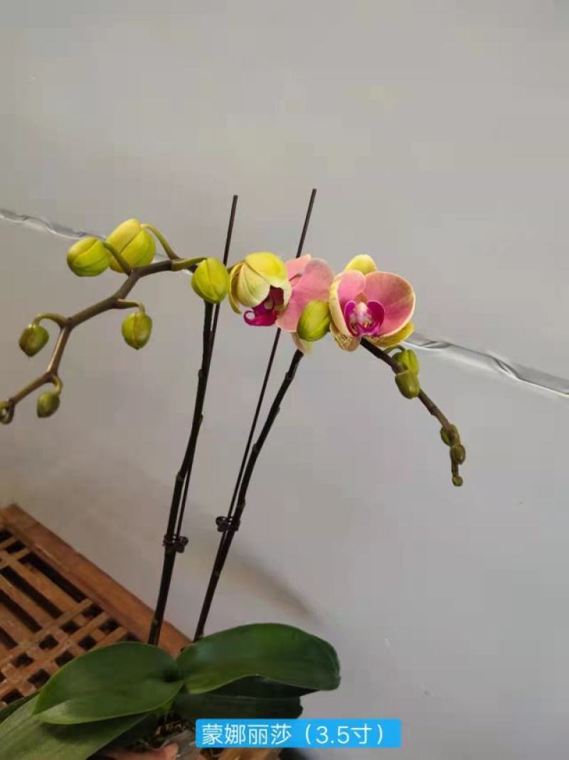 蒙娜丽莎3.5寸特级双梗高度45-50公分
